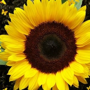 Meet your Posher, Isela